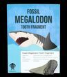 Real Fossil Megalodon Partial Tooth - 2 1/2 - 3 1/2" Size - Photo 2